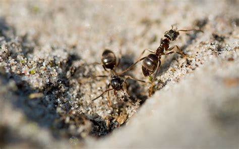 家中突然出現很多小螞蟻